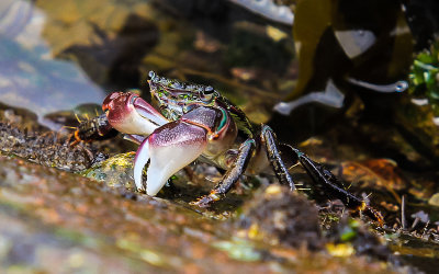 Shore Crab in Cabrillo National Monument