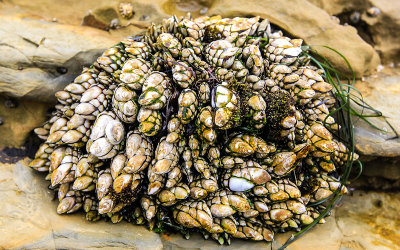 Gooseneck Barnacles in Cabrillo National Monument