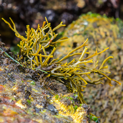 Algae based plant in a tide pool in Cabrillo National Monument