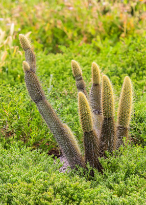 Snake Cactus in Cabrillo National Monument