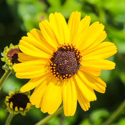 Bush Sunflower in Cabrillo National Monument