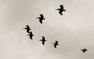 Pelicans in formation over Cabrillo National Monument