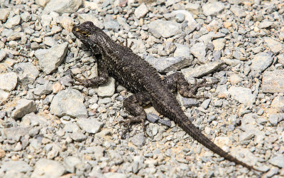 Western Fence Lizard in Cabrillo National Monument