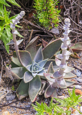 Succulent in Cabrillo National Monument