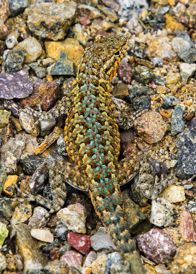 Camouflaged, California Whiptail Lizard blends with surroundings in Cabrillo National Monument