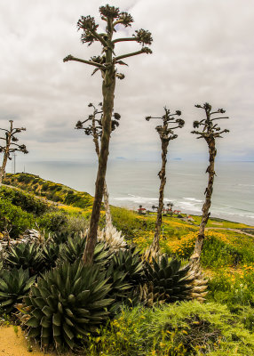 Shaws agave blooms going to seed in Cabrillo National Monument