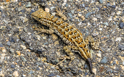 Lizard in Cabrillo National Monument