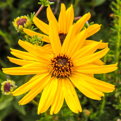 Bush Sunflower in Cabrillo National Monument