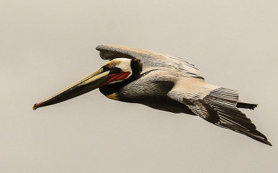 Pelican flying over Cabrillo National Monument