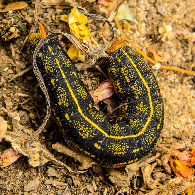 Caterpillar in Cabrillo National Monument
