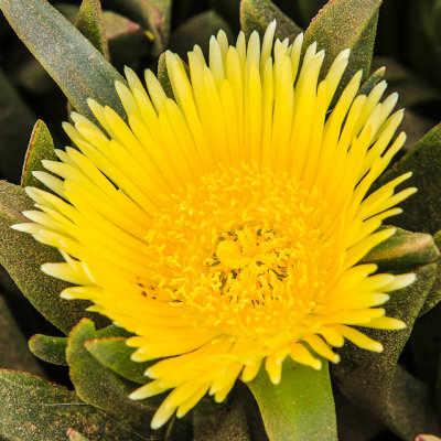 Sea Fig in Cabrillo National Monument