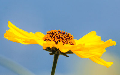 Bush Sunflower in Cabrillo National Monument