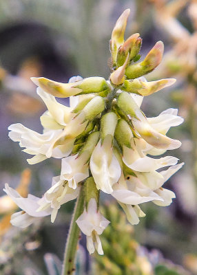 Blooming plant in Cabrillo National Monument