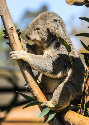 Koala Bear getting comfortable at the San Diego Zoo