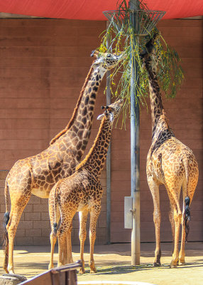 Feeding time for the Giraffes at the San Diego Zoo