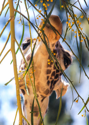 A Giraffe feeding at the San Diego Zoo