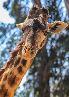 Giraffe up close at the San Diego Zoo