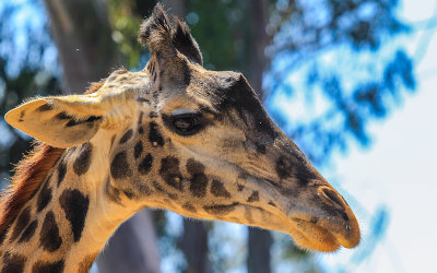 Giraffe profile at the San Diego Zoo