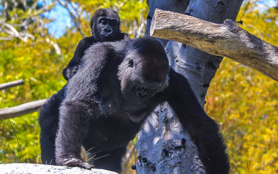 Mother Gorilla gives her baby a ride at the San Diego Zoo