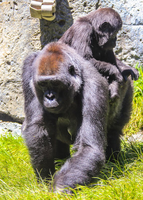Baby Gorilla gets a ride at the San Diego Zoo