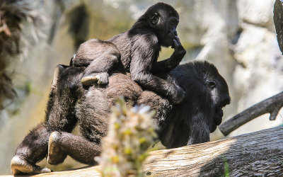 Mother Gorilla with baby on her back at the San Diego Zoo