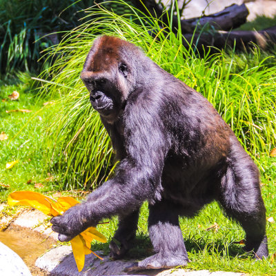 Gorilla at the San Diego Zoo