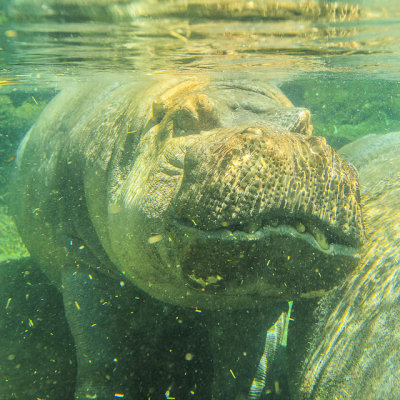 Hippopotamus underwater at the San Diego Zoo