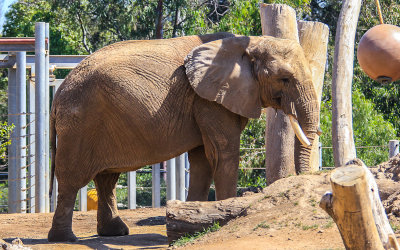 Elderly Elephant plays ball at the San Diego Zoo