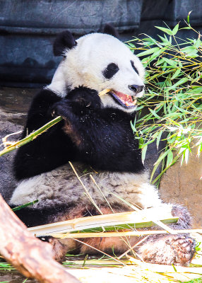 Panda Bear dines on bamboo at the San Diego Zoo