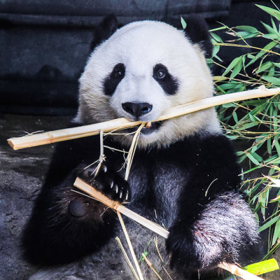 Panda Bear tears into bamboo at the San Diego Zoo