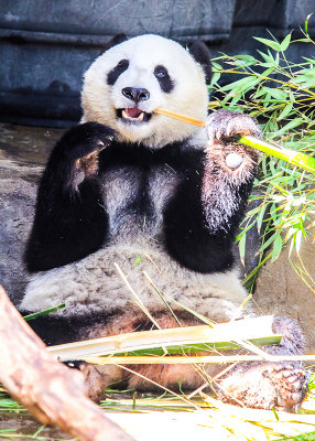 Bamboo dinner for a Panda Bear at the San Diego Zoo