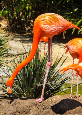 Flamingo reaching the ground at the San Diego Zoo
