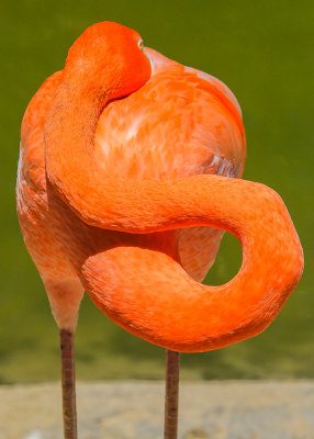 Flamingo tied up at the San Diego Zoo