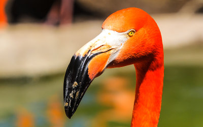Flamingo close up at the San Diego Zoo