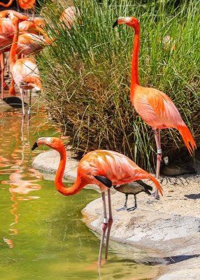Flamingos at the waters edge at the San Diego Zoo