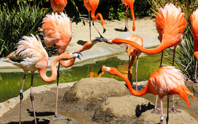 Flamingos fighting at the San Diego Zoo