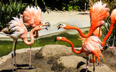 Flamingo fight at the San Diego Zoo