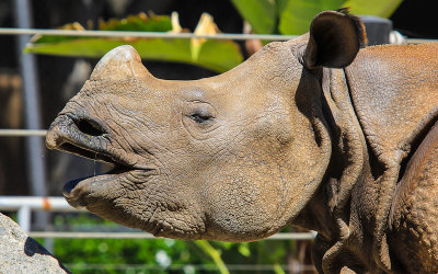 Rhinoceros profile at the San Diego Zoo