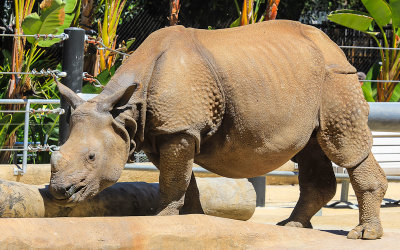Rhinoceros at the San Diego Zoo