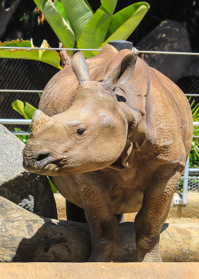 Large Rhinoceros at the San Diego Zoo