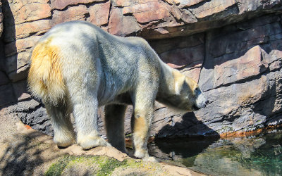 Polar Bear at the San Diego Zoo