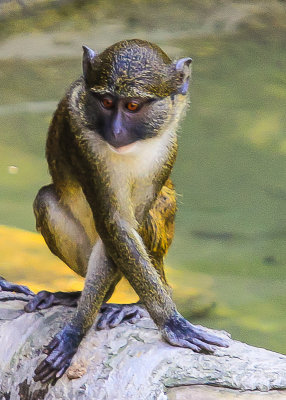 Baby Allens Swamp Monkey at the San Diego Zoo