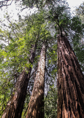 The Founders Grove in Muir Woods National Monument