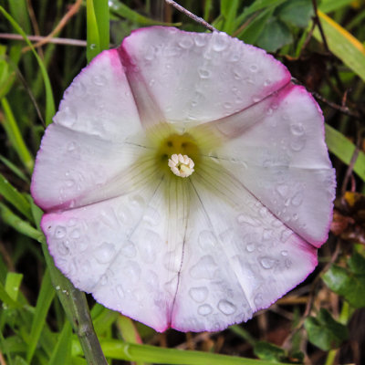 Morning Glory in Muir Woods National Monument