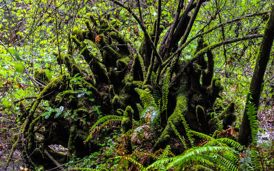 Moss on the roots of a fallen redwood in Muir Woods National Monument