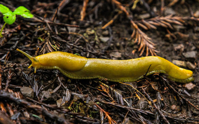 Banana Slug in Muir Woods National Monument