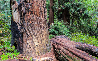 A living and a fallen tree in the Founders Grove in Muir Woods National Monument