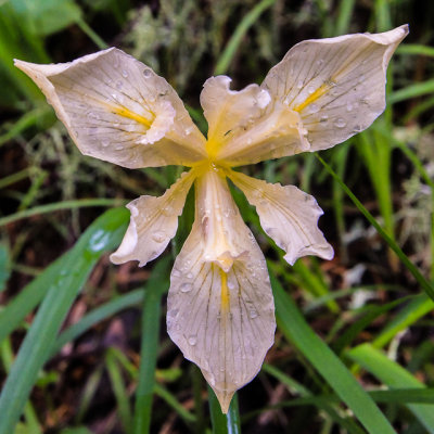 A Douglas Iris in Muir Woods National Monument