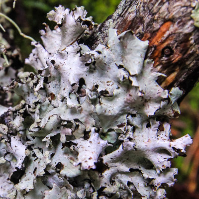 Tree fungus in Muir Woods National Monument