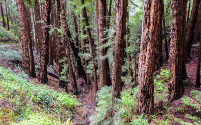 Young redwoods along the Canopy View Trail in Muir Woods National Monument